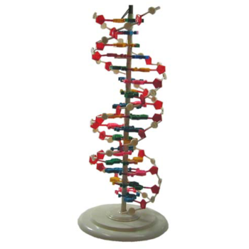 DNA結構模行