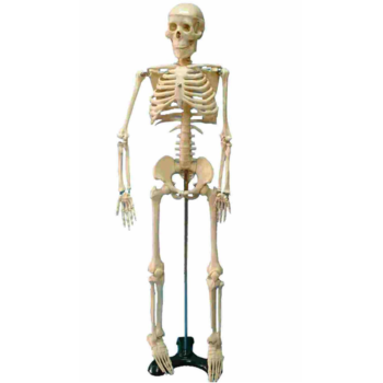 人體骨骼模型2