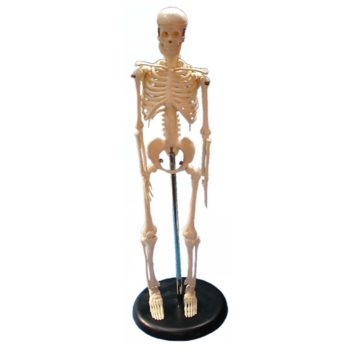 人體骨骼模型(小型)
