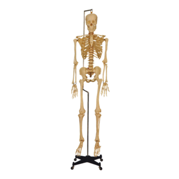 人體骨骼模型